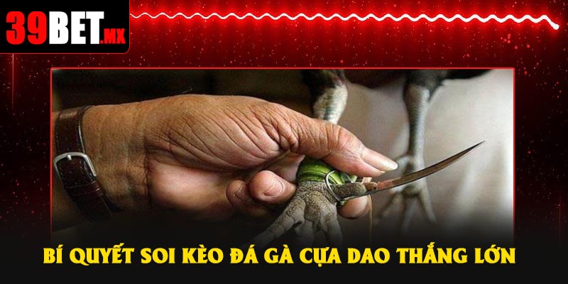 Bí quyết soi kèo đá gà cựa dao thắng lớn