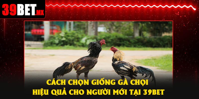 Cách Chọn Giống Gà Chọi Hiệu Quả Cho Người Mới Tại 39Bet