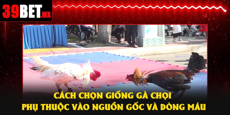 Cách chọn giống gà chọi phụ thuộc vào nguồn gốc và dòng máu