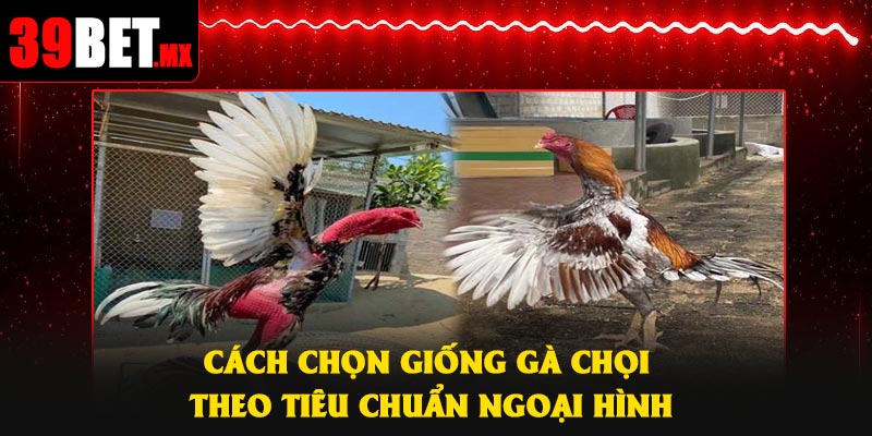 Cách chọn giống gà chọi theo tiêu chuẩn ngoại hình