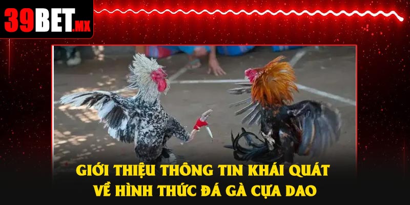 Giới thiệu thông tin khái quát về hình thức đá gà cựa dao