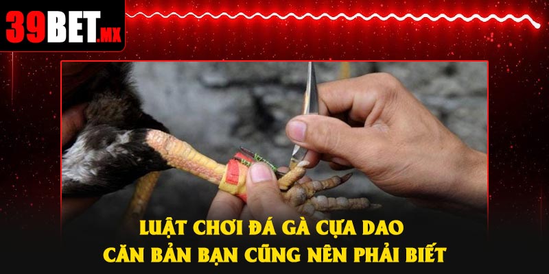 Luật chơi đá gà cựa dao căn bản bạn cũng nên phải biết