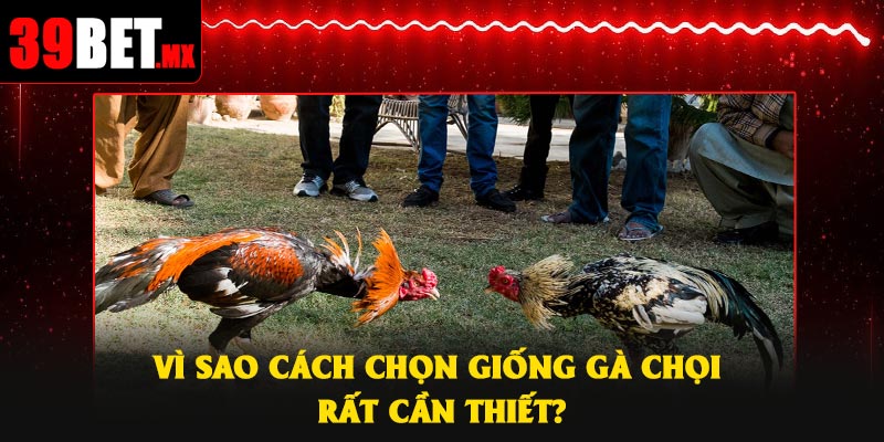 Vì sao cách chọn giống gà chọi rất cần thiết?